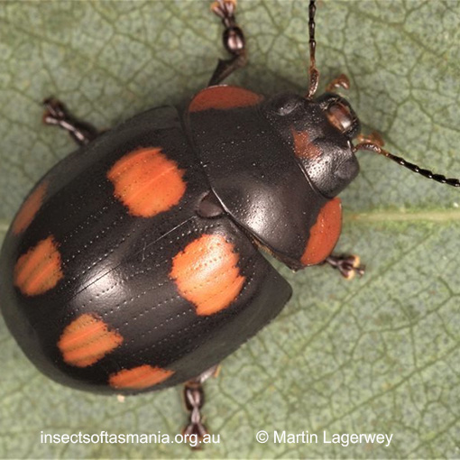 Species image