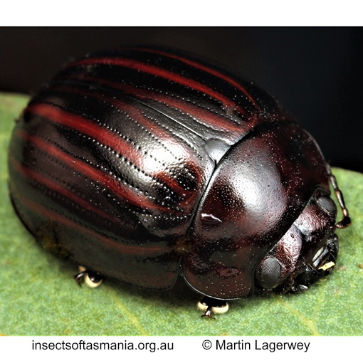 Species image