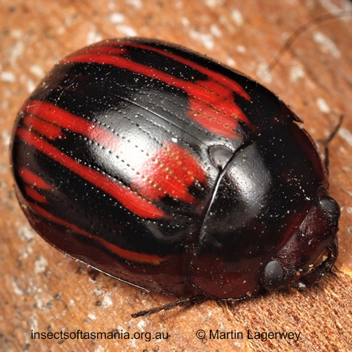 Species image