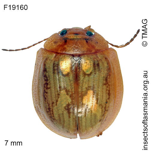 Species image