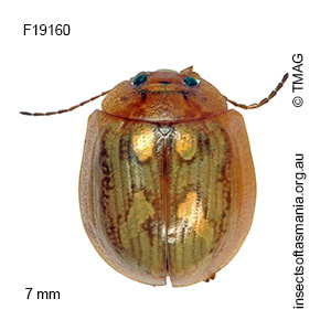 Paropsisterna nobilitata