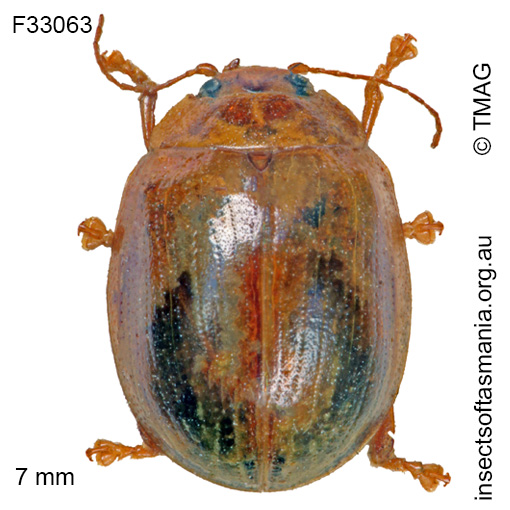 Species image