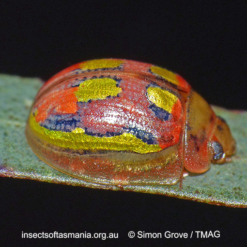 Species image