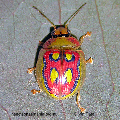 Species image