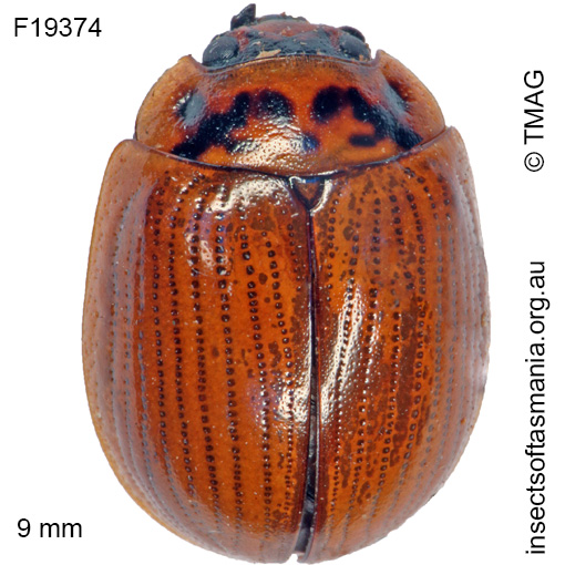 Species image