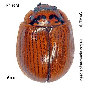 Paropsisterna nucea