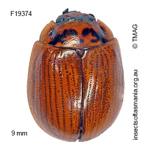 Paropsisterna nucea