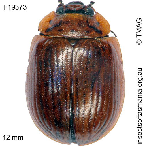 Species image