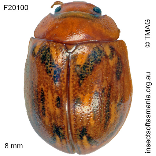 Species image