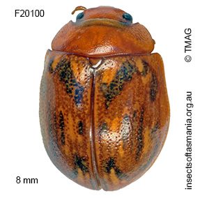 Paropsisterna obliterata