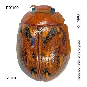 Paropsisterna obliterata