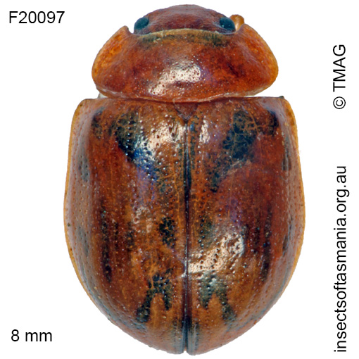 Species image