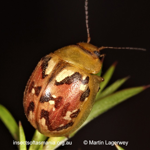 Species image