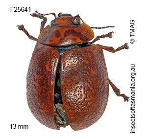 Paropsisterna philomela