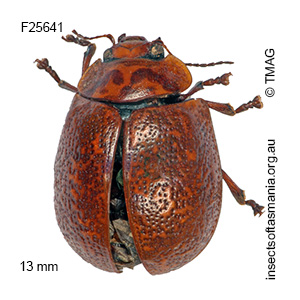 Paropsisterna philomela