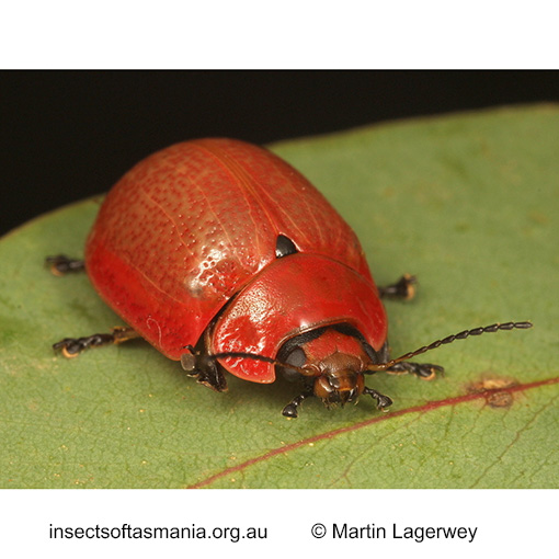 Species image