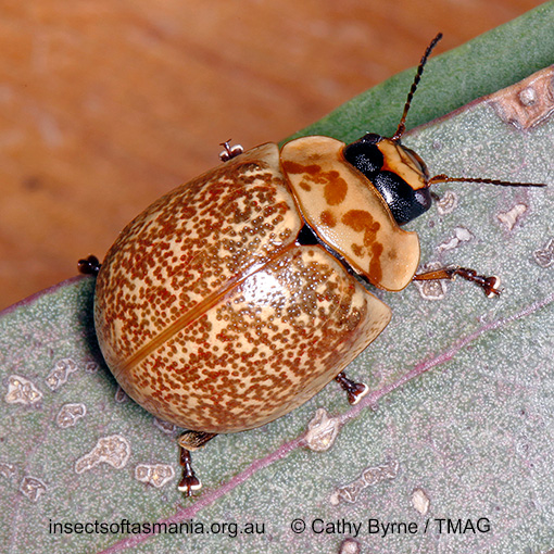 Species image