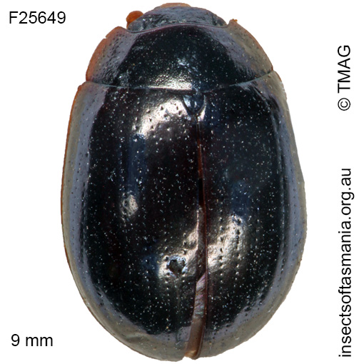 Species image