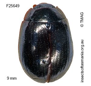 Paropsisterna rufipes