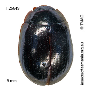 Paropsisterna rufipes