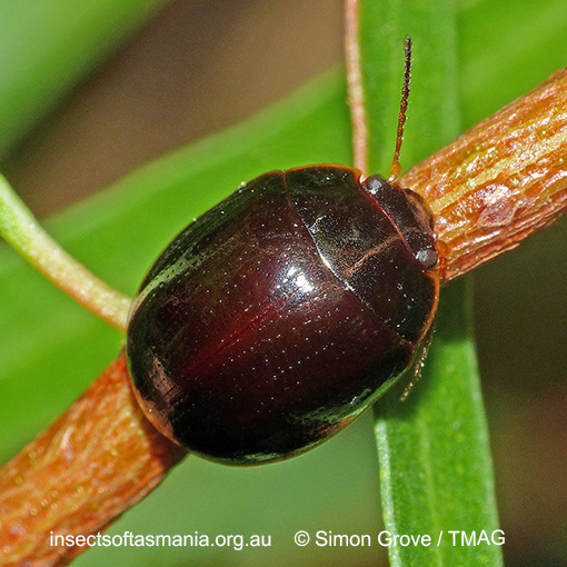 Species image