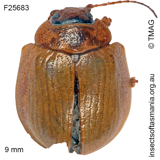 Species image