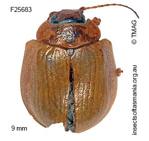 Paropsisterna selmani