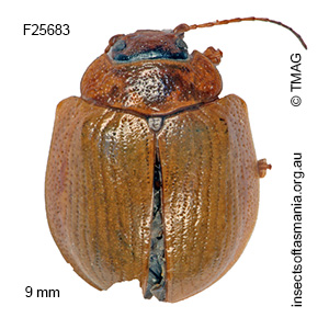 Paropsisterna selmani