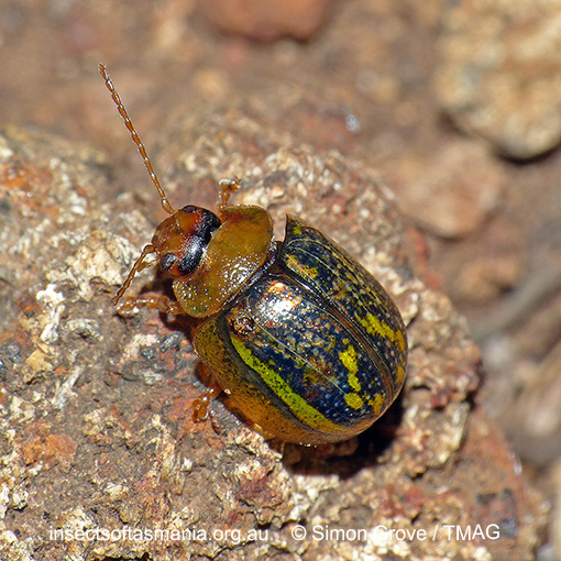 Species image