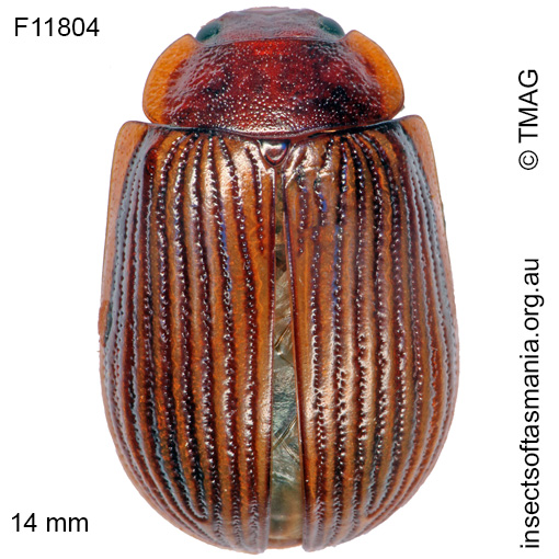 Species image