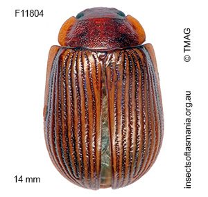 Paropsisterna subcostata