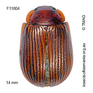 Paropsisterna subcostata