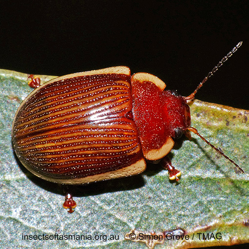 Species image