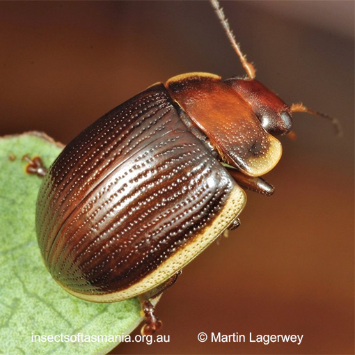 Species image
