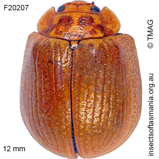 Species image