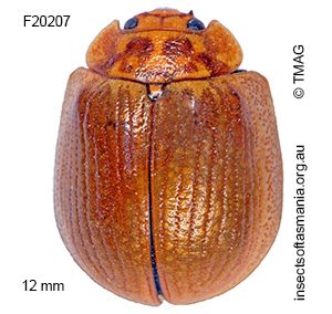 Paropsisterna cloelia