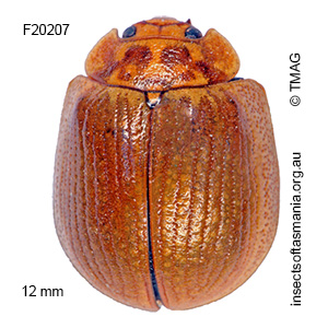 Paropsisterna cloelia