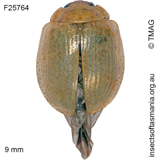 Species image