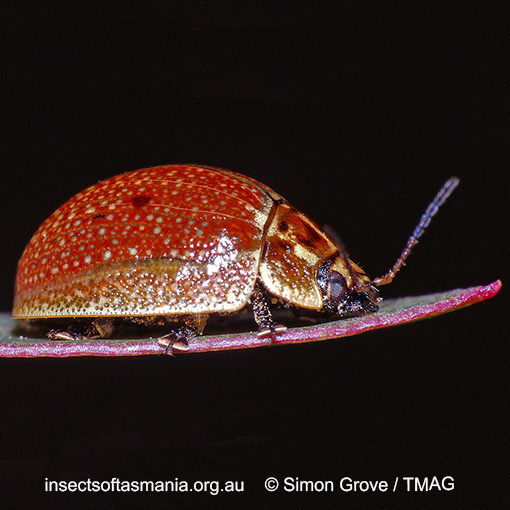 Species image