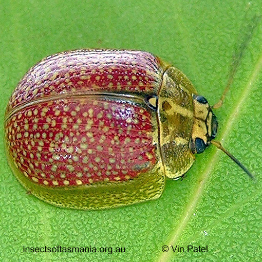 Species image