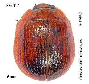 Paropsisterna vittata