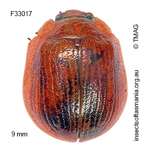 Paropsisterna vittata