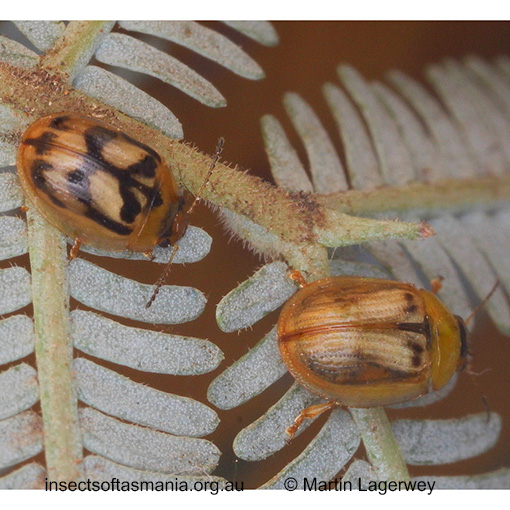 Species image