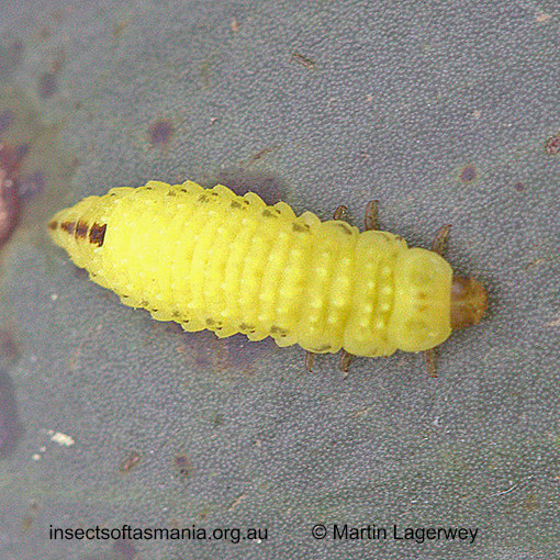 Species image