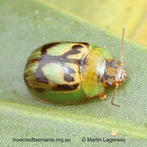 Species image