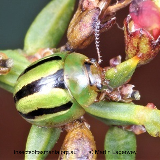 Species image