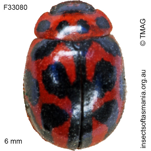 Species image