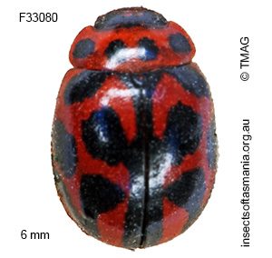 Peltoschema oceanica