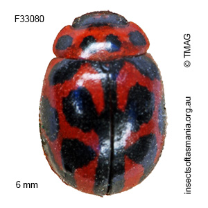 Peltoschema oceanica