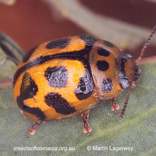 Species image
